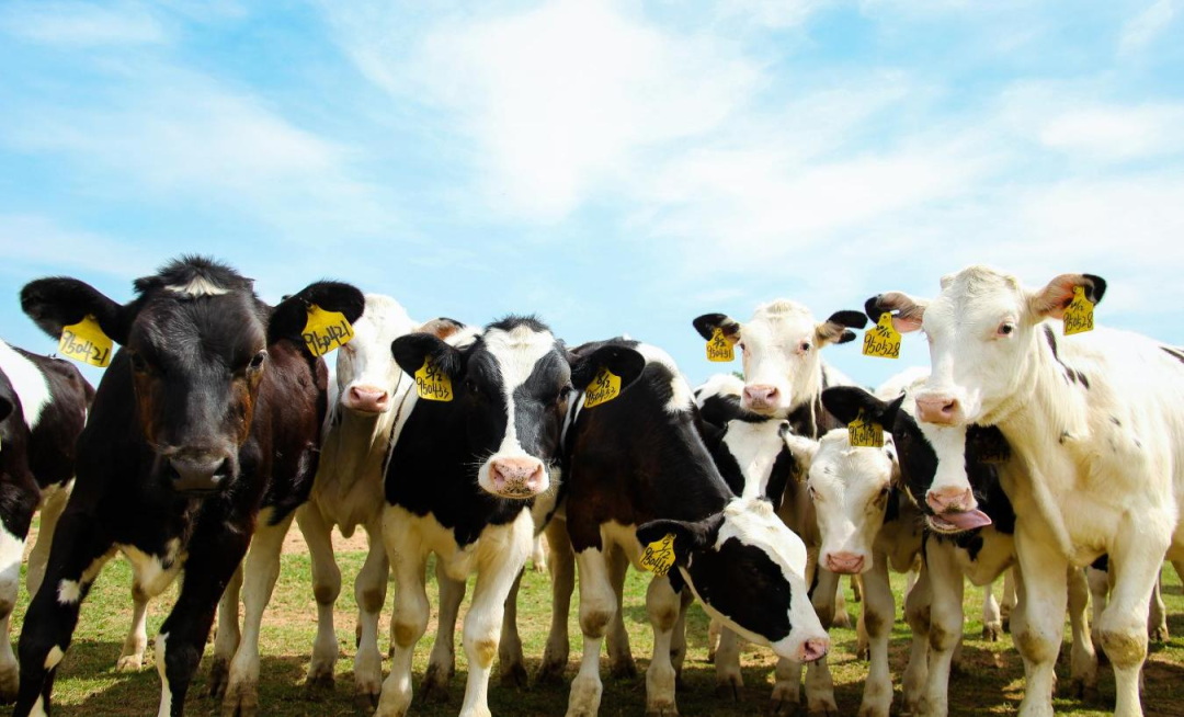 北京大學(xué)南南合作與發(fā)展學(xué)院教授、全球伙伴關(guān)系主任周詠梅一行蒞臨花花牛平輿瑞亞牧業(yè)參觀調(diào)研