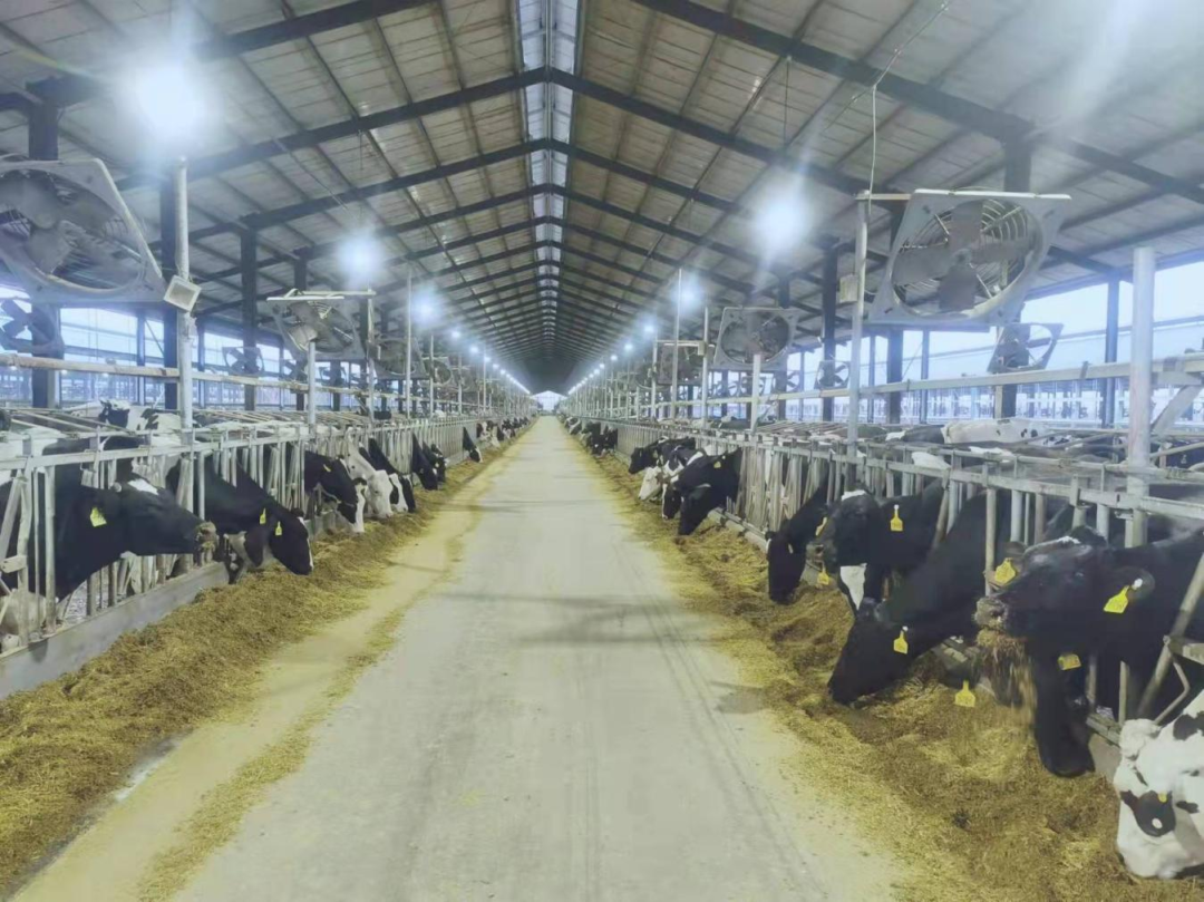 北京大學(xué)南南合作與發(fā)展學(xué)院教授、全球伙伴關(guān)系主任周詠梅一行蒞臨花花牛平輿瑞亞牧業(yè)參觀調(diào)研