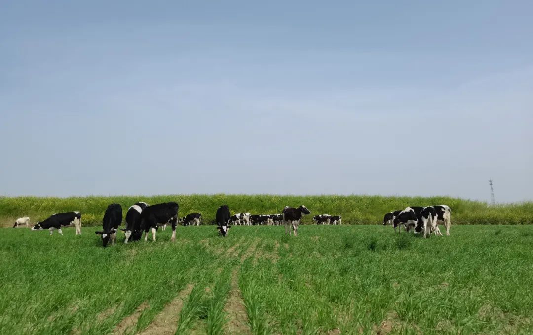 繼往開來 · 再創(chuàng)輝煌 | 花花牛乳業(yè)集團(tuán)召開9月營銷、養(yǎng)殖及飼料月度經(jīng)營工作會(huì)議