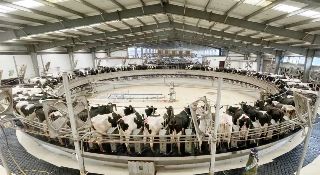 凝心聚力·贏創(chuàng)未來 | 花花牛乳業(yè)集團召開營銷、養(yǎng)殖及飼料經(jīng)營工作會議