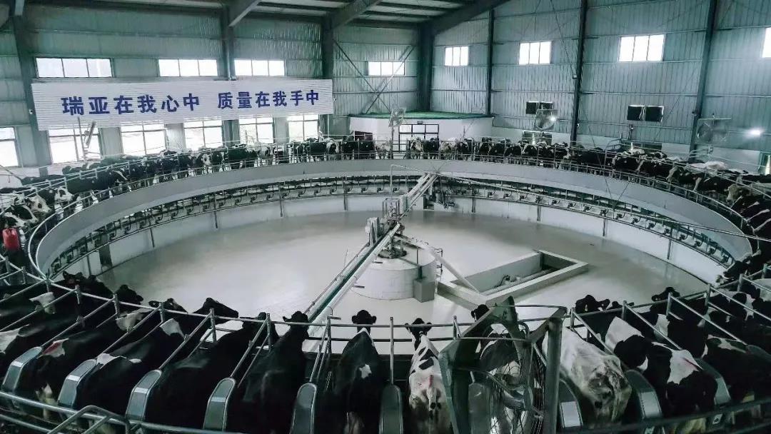 快訊 | 駐馬店市委副書記、市長李躍勇一行蒞臨花花牛乳業(yè)集團(tuán)平輿瑞亞牧場調(diào)研
