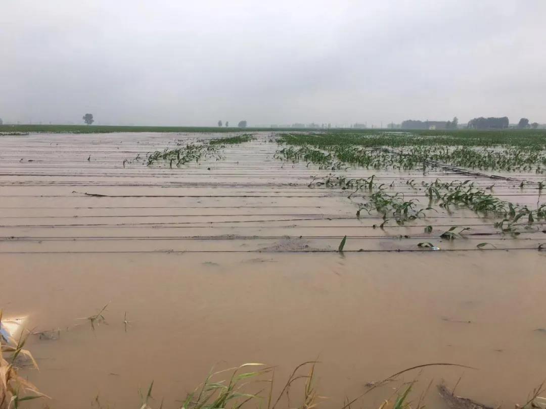 【乳報(bào)·聚焦】“豫”難而上的中原牛人“太中了”！