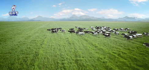 榮譽(yù) | “百家牛場(chǎng)青貯質(zhì)量評(píng)鑒活動(dòng)”花花牛新蔡瑞亞牧業(yè)、河南合源乳業(yè)分別榮獲一、三等獎(jiǎng)